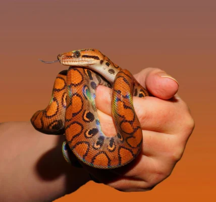 Flea Snake