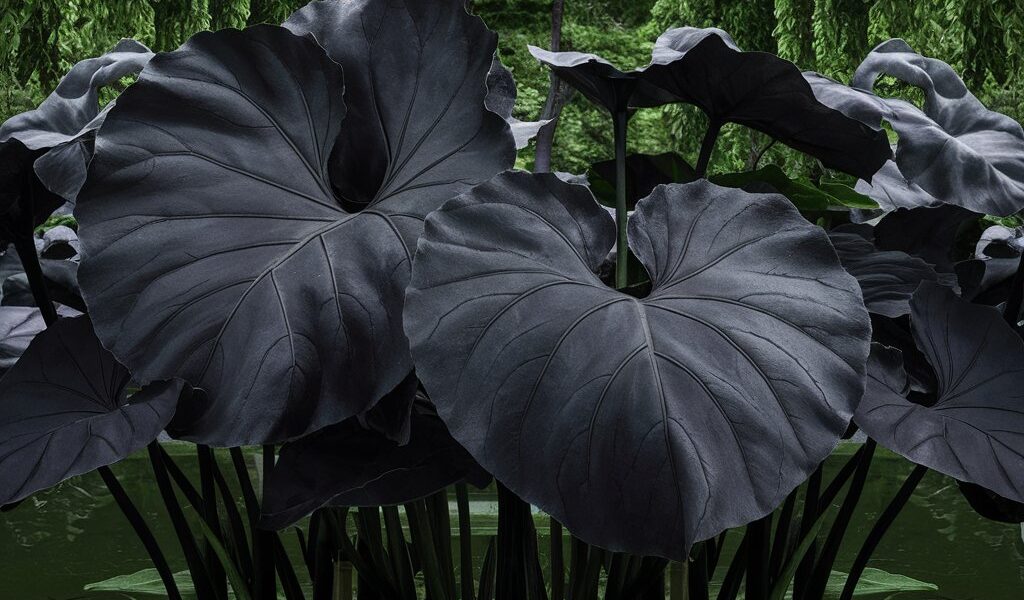 black elephant ear plants