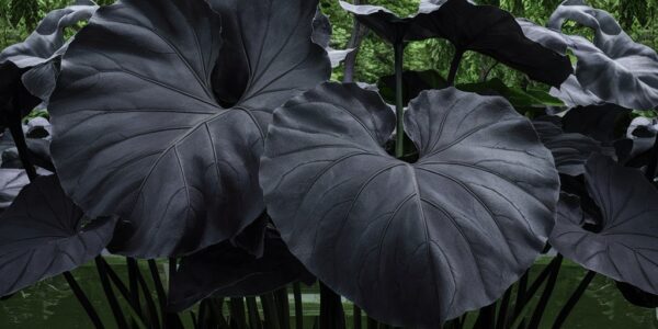 black elephant ear plants