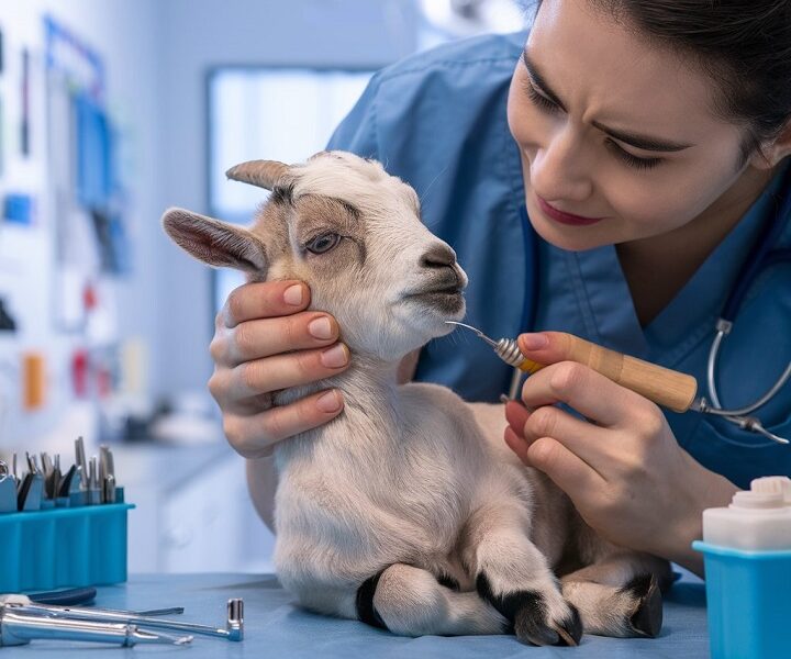 baby goat trauma to teeth treatment