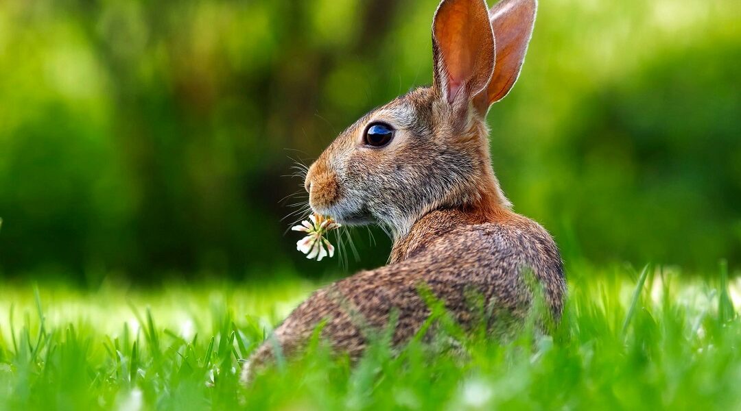 Can Bunnies Eat Celery