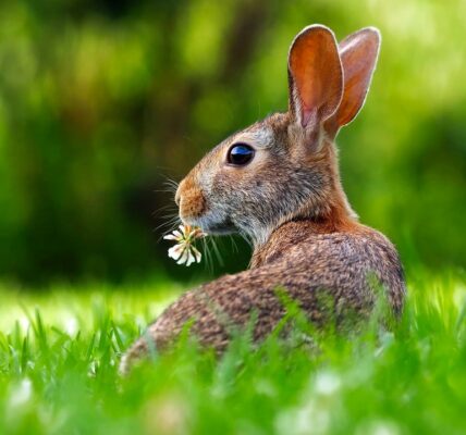 Can Bunnies Eat Celery