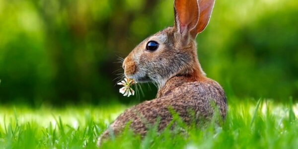 Can Bunnies Eat Celery