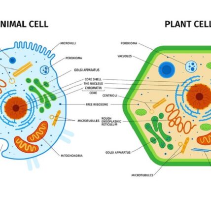 plant cell and animal cell