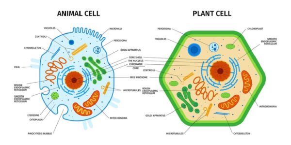 plant cell and animal cell