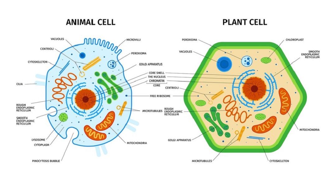 plant cell and animal cell