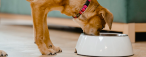 The Benefits of Feeding Your Dog Homemade Food