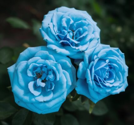 blue roses