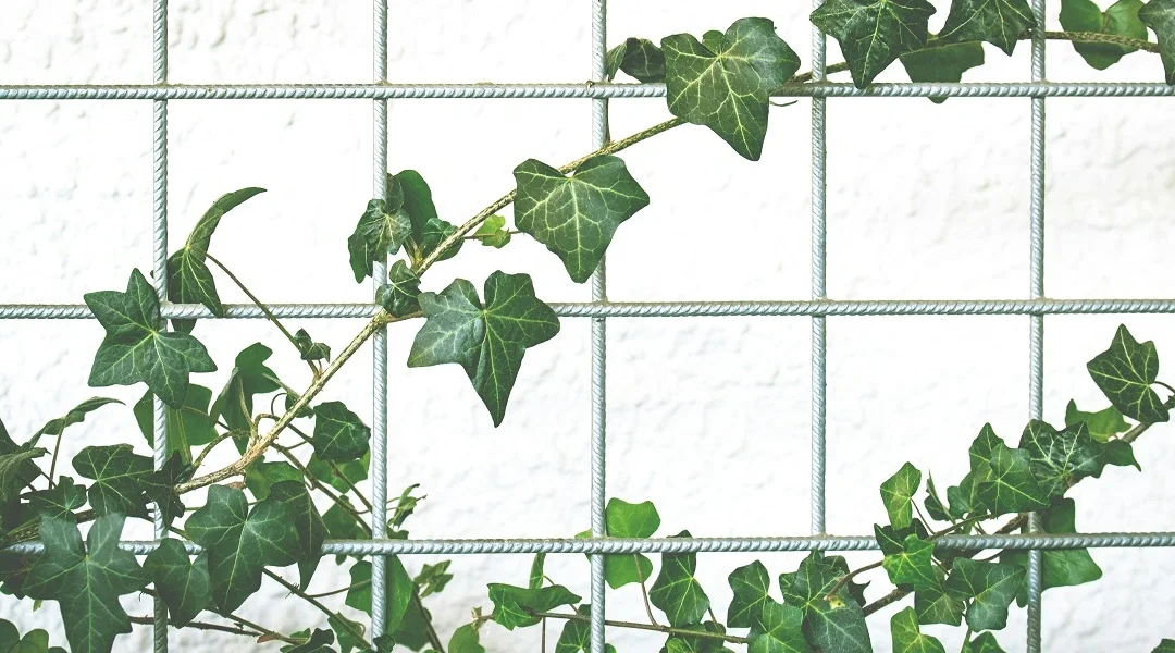 grape ivy plant