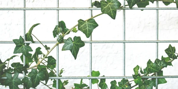 grape ivy plant